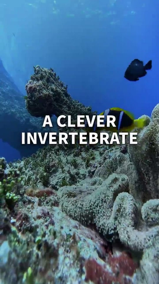 Stock footage